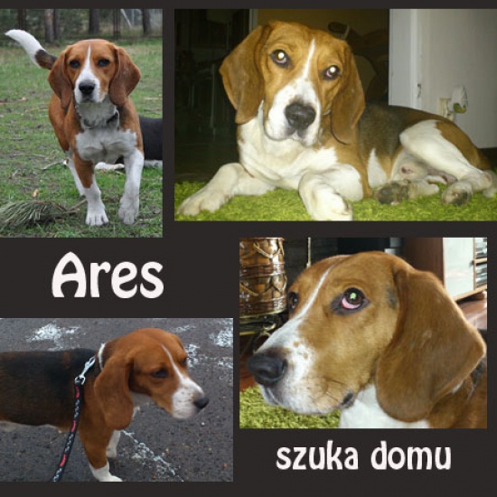 Beagle ARES znów szuka domu 